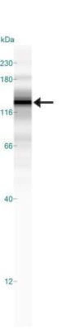 SREBP1 Antibody (2A4) - Azide and BSA Free, Novus Biologicals 0.1 mL; Unconjugated:Antibodies,